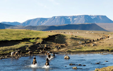 Iceland-East and South-Eastern Symphony - Horses and Puffins